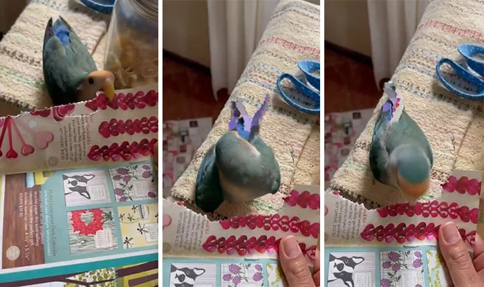 Este periquito corta tiras de papel de colores y las mete en su cola como si fueran plumas decorativas