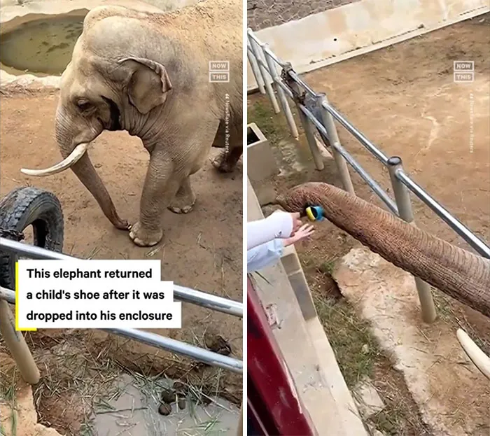 Elephant Returns Child's Shoe That Fell Into Zoo Enclosure