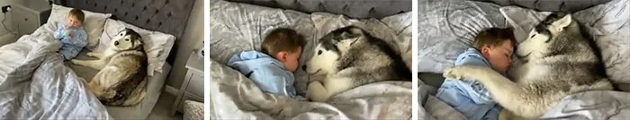 Dog Refuses To Leave The Bed And Then Proceeds To Fall Asleep While Look After The Little One