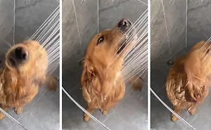 "Acting Just Like Us": 50 Times Humans Were So Surprised By How Much Animals Can Do, They Just Had To Share These Pics Online