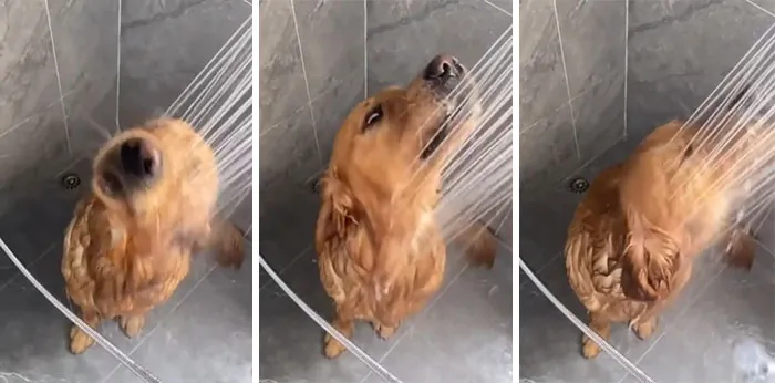Good Boyo Enjoys A Shower After A Day At The Park