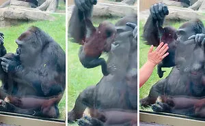 "Acting Just Like Us": 50 Times Humans Were So Surprised By How Much Animals Can Do, They Just Had To Share These Pics Online