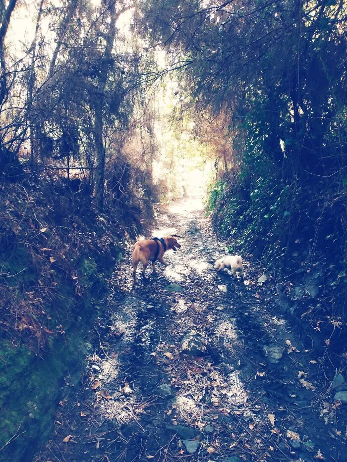 Long Walking