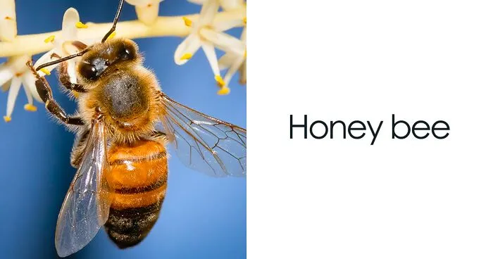 “An Amazing World Right Under Your Nose”: 24 Pictures Of Nature That I Took With A Macro Lens