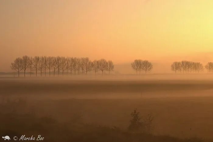 Misty Morning