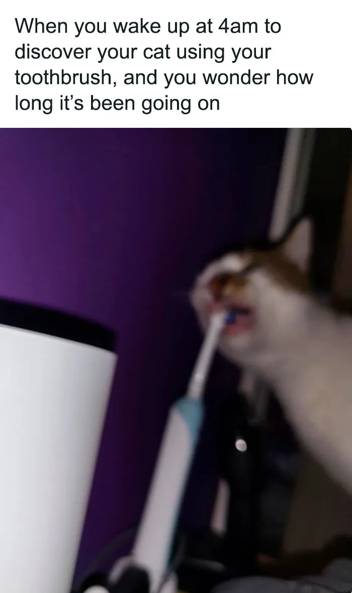 This Twitter Page Is Dedicated To Mischievous Animal Memes, Here Are 35 Of The Funniest Ones