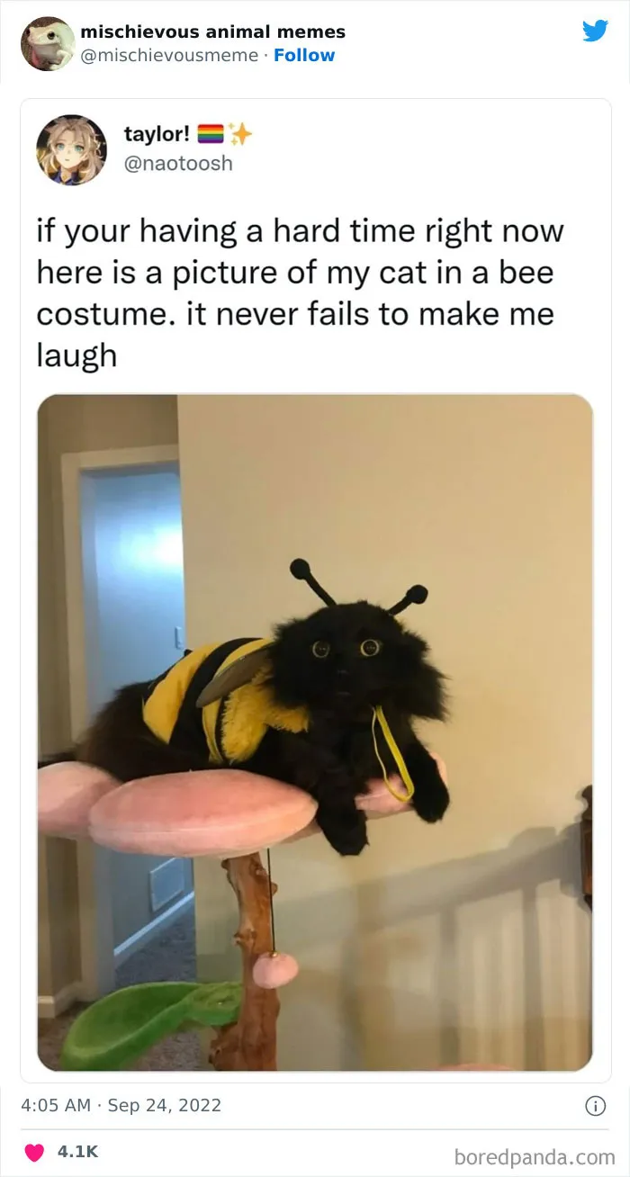 This Twitter Page Is Dedicated To Mischievous Animal Memes, Here Are 35 Of The Funniest Ones