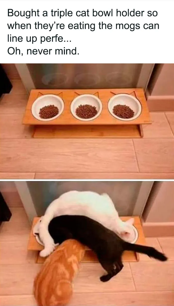 This Twitter Page Is Dedicated To Mischievous Animal Memes, Here Are 35 Of The Funniest Ones