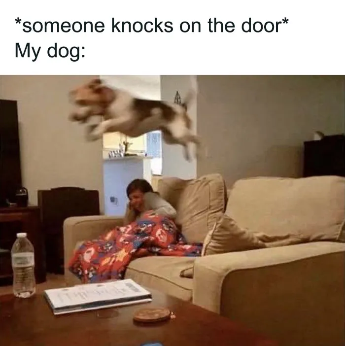 This Twitter Page Is Dedicated To Mischievous Animal Memes, Here Are 35 Of The Funniest Ones