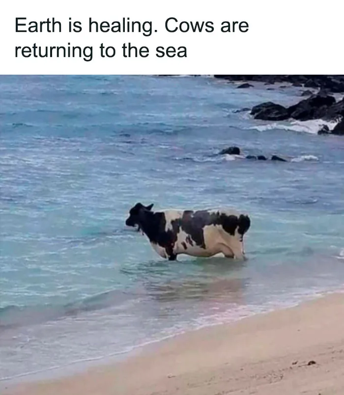 This Twitter Page Is Dedicated To Mischievous Animal Memes, Here Are 35 Of The Funniest Ones