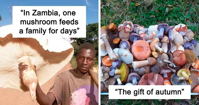 39 Times Mushroom Pickers Stumbled Upon The Weirdest Species And Shared Them Online