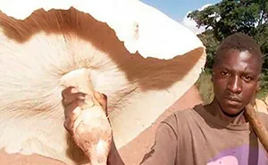 39 Times Mushroom Pickers Stumbled Upon The Weirdest Species And Shared Them Online