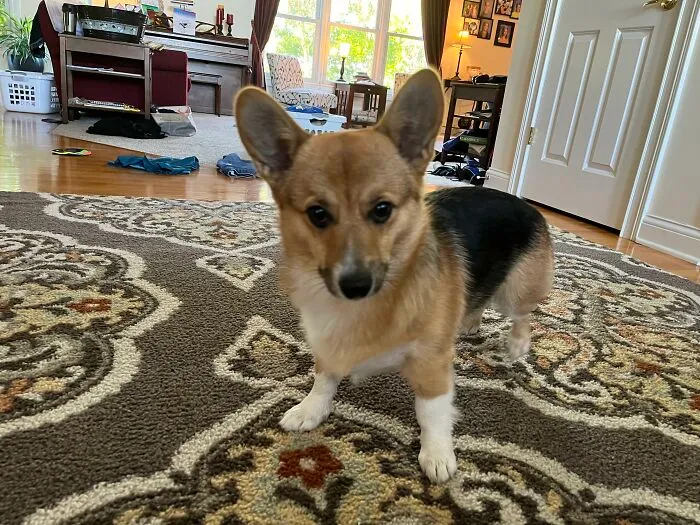 This Photo Of My Dog