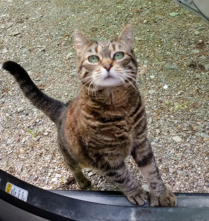 My 19 Yr Old Cat Greeting Me When I Get Home