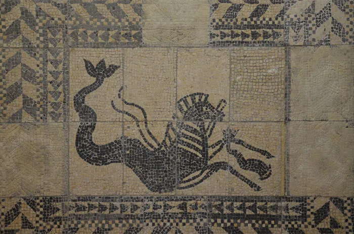 Small titles of Hippocampus on the ground 