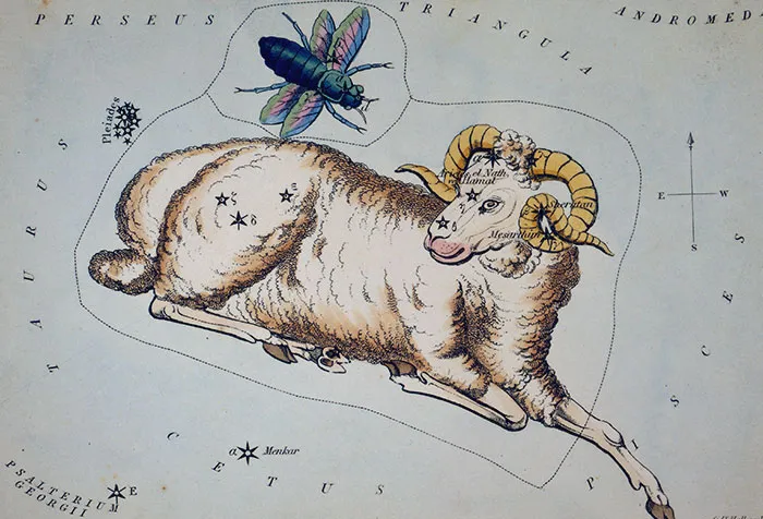 Painting of Aries and a big colorful fly 