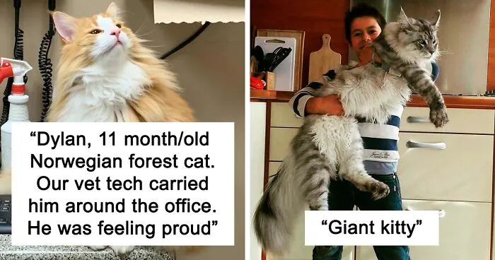 38 Photos Of The Fluffy And Majestic Side Of Norwegian Forest Cats