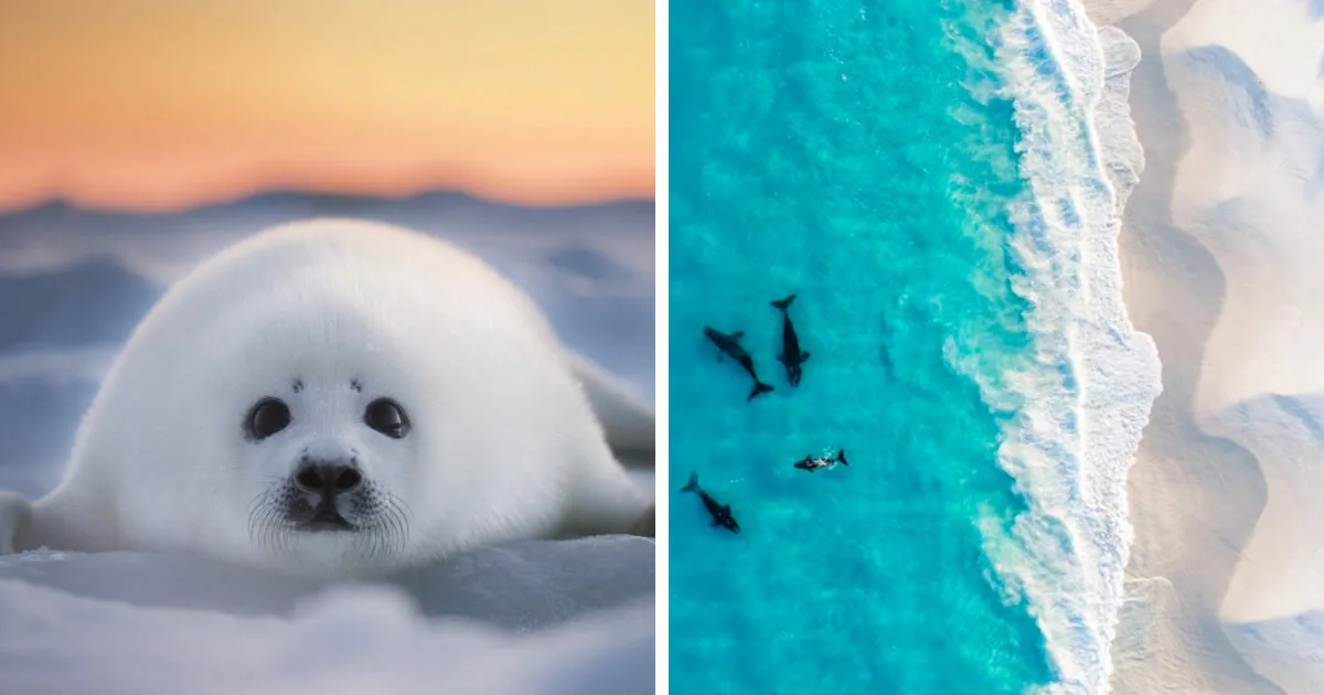 30 De las mejores fotos de los finalistas de los Premios Ocean Photography de 2022