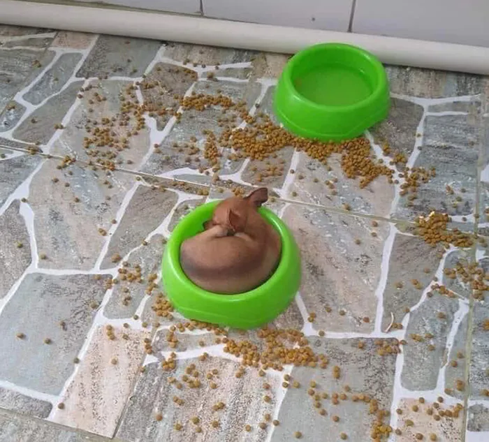 Just Why