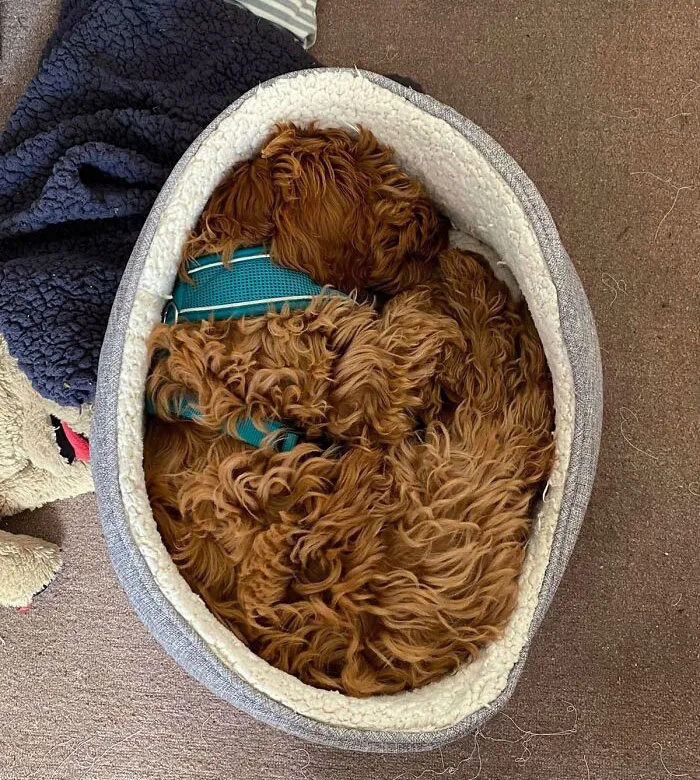 My Dog Perfectly Fits Her Bed