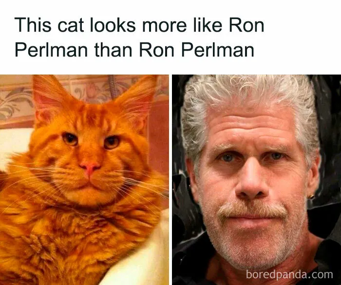 Ron Purrlman