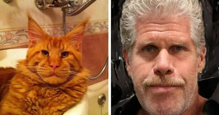 50 Of The Best Doppelganger Photos Shared In The “Walmart Celebrities” Online Group