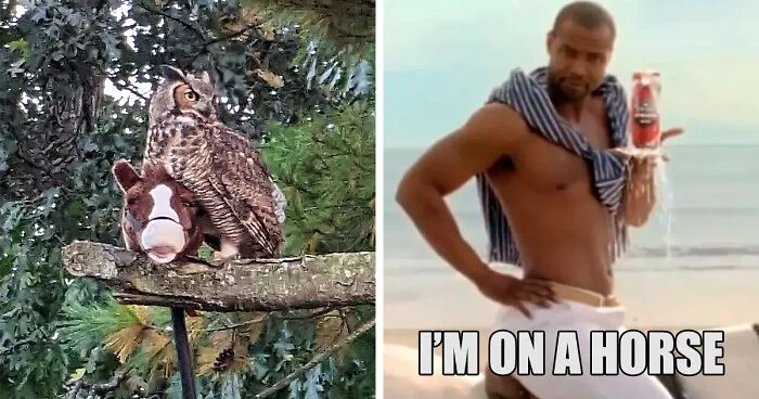 Man Captures Owl Flying Away With Child’s Hobby Horse Like A Witch Riding A Broom, Leaves The Internet In Stitches