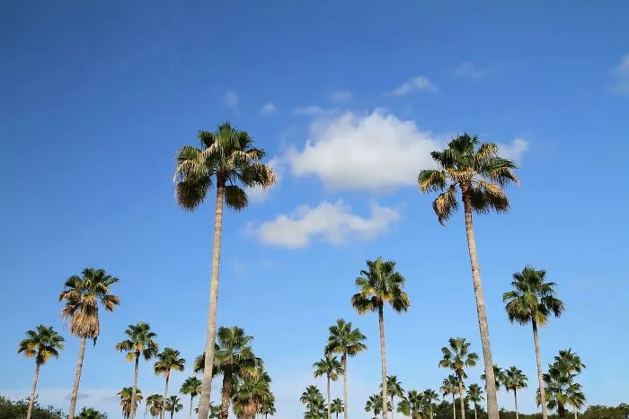 I Live In Florida. This Is As "Autumn" As It Gets Here. If You Squint It Kinda Looks Autumn-Ish