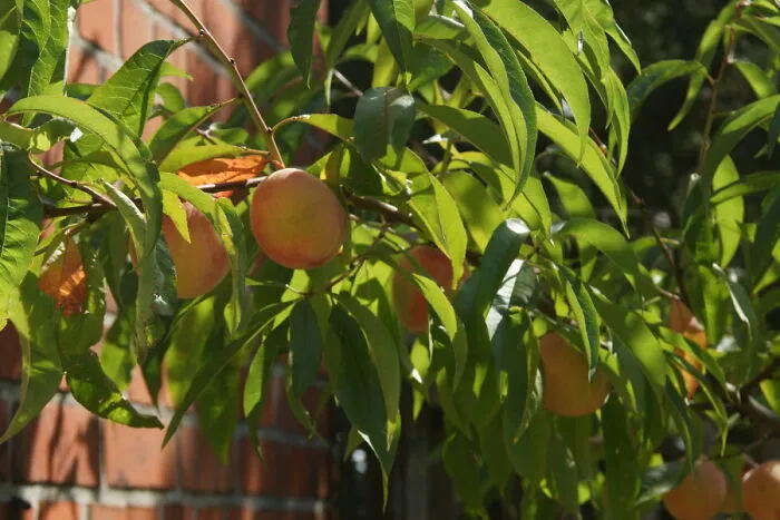 I Absolutely Don’t Have A Green Thumb, So I’m Immensely Proud Of The Peach Tree I Managed To Grow From A Pit