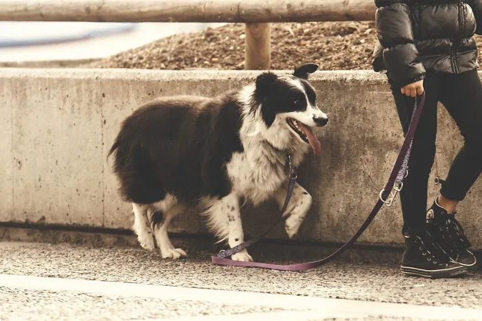Person Walking His Dog 