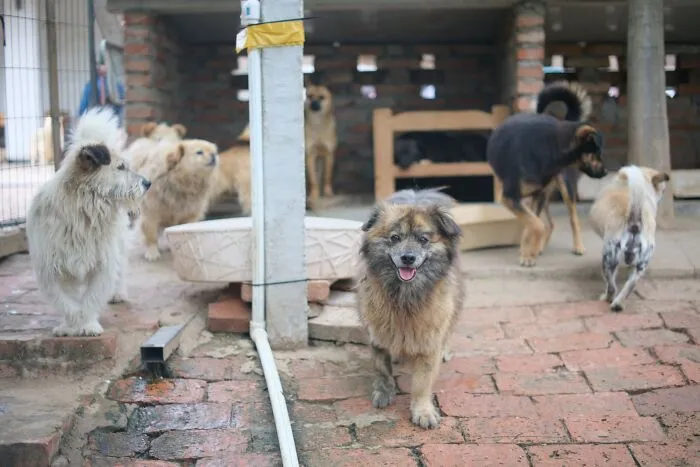 Give Old Blankets, Sheets And Towels To An Animal Shelter