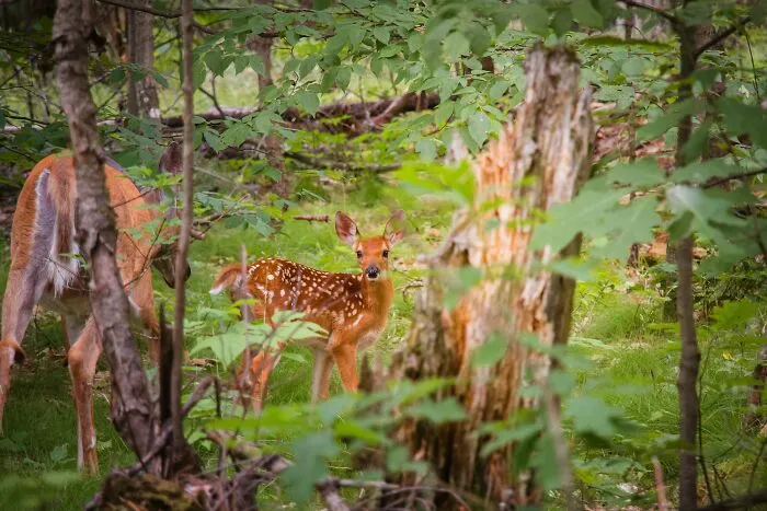 Robinson Woods, Illinois, USA