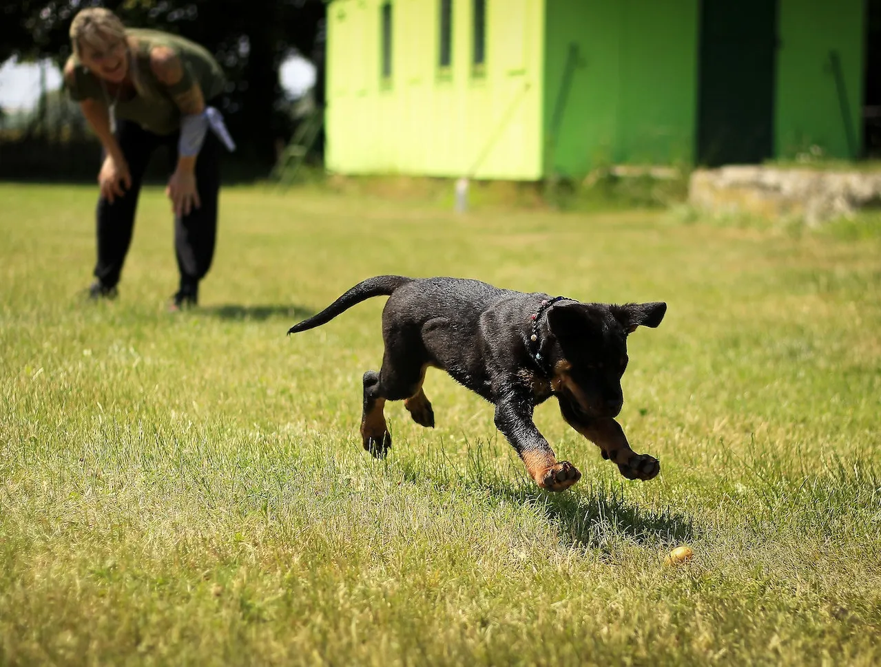 Milo The Hero Dog Who Saved My Life, Here's His Story