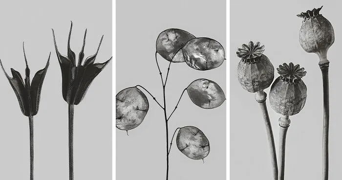 "Botanicals": My Monochromatic Series Unveiling Overlooked Beauty Through Botany (27 Pics)