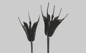 "Botanicals": My Monochromatic Series Unveiling Overlooked Beauty Through Botany (27 Pics)