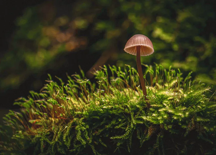 Get Close With A Macro Shoot