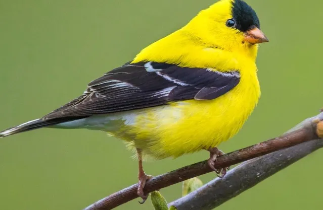 Photoshop This Picture Of A Bird