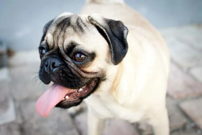 Pug