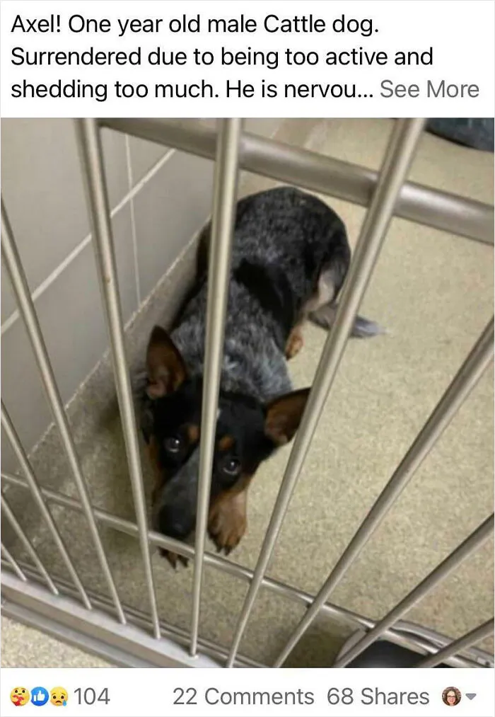 Surrendering A Dog Because It Behaves How It Was Bred To