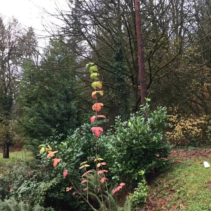 I Loved This Sapling That Was A Full Rainbow All By Itself