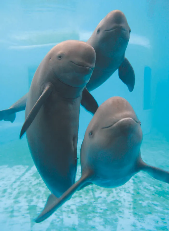 Picture of Yangtze Finless Porpoise underwater 