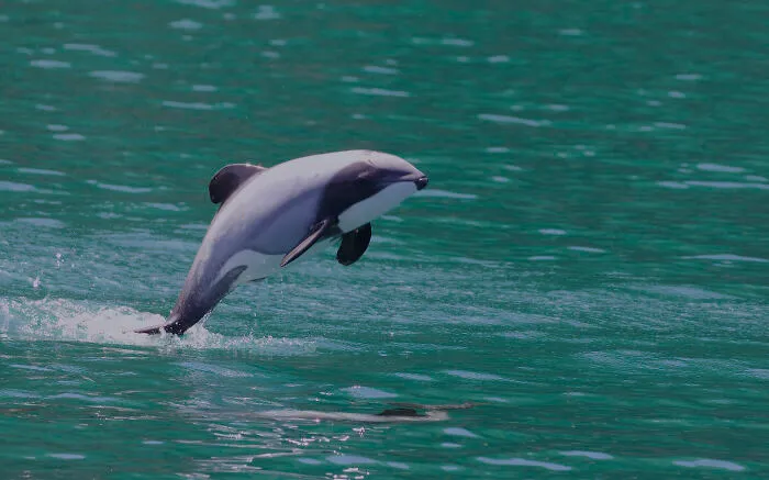 Hector's Dolphin jumping out of the water 