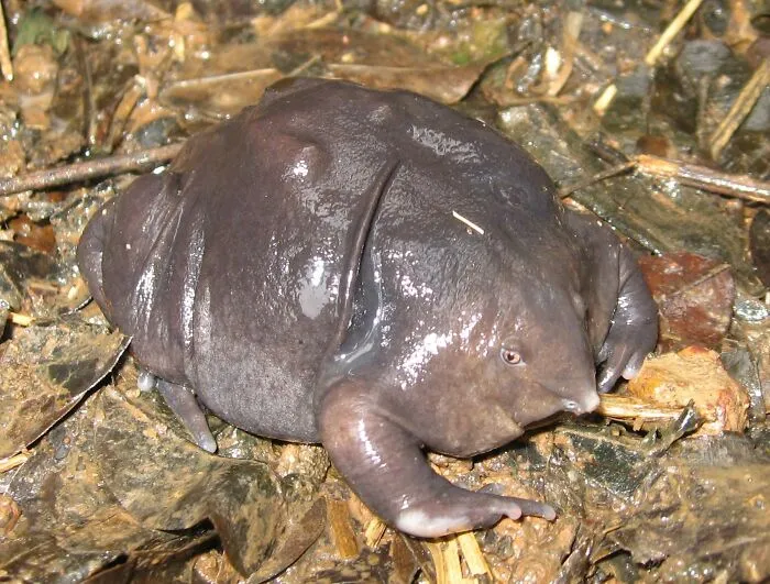 Picture of a Purple Frog on the pile of leaves