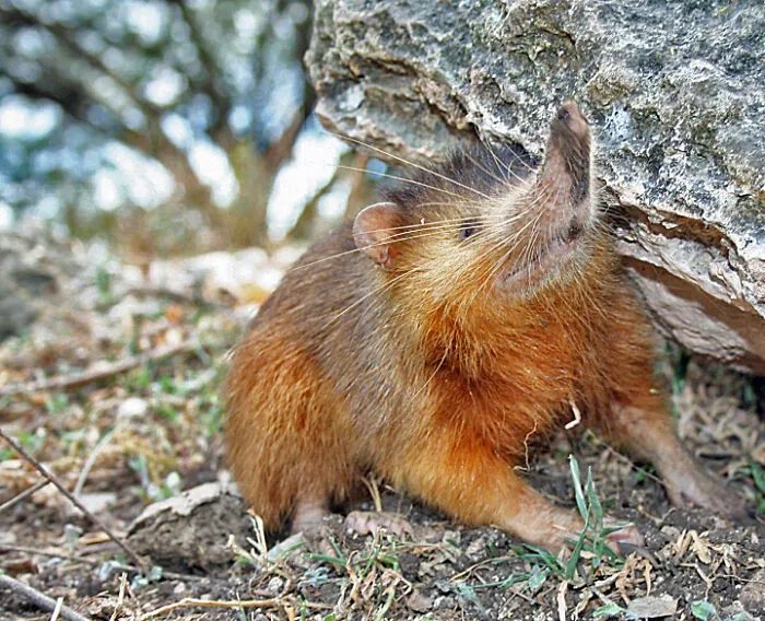 Hispaniolan Solenodon  under the rock 