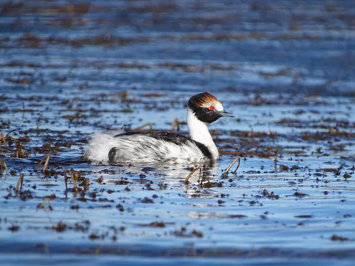 Hooded Grebe swimming in the lake 