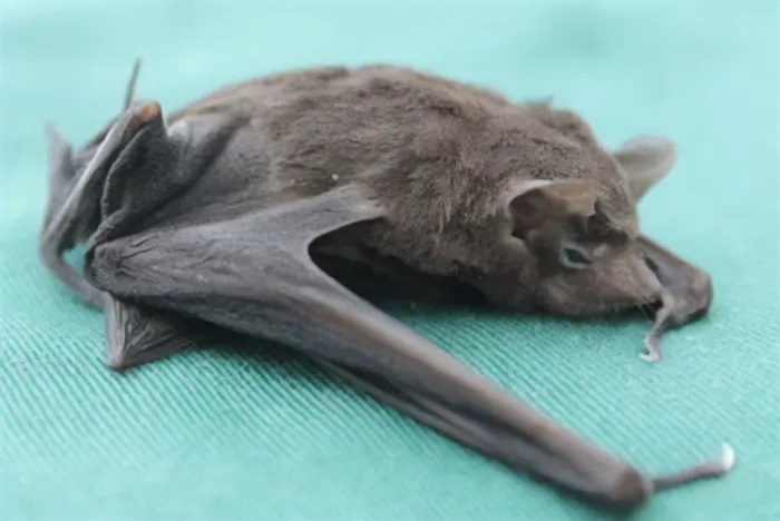 Picture of a Seychelles Sheath-Tailed Bat  on the blue surface 