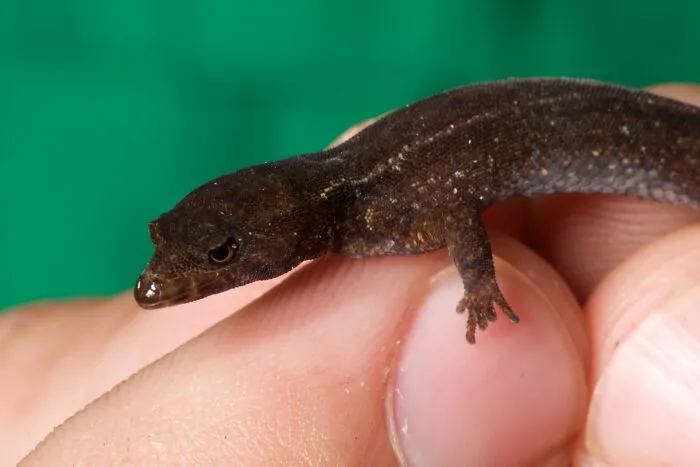 Picture of human holding Colombian Dwarf Gecko
