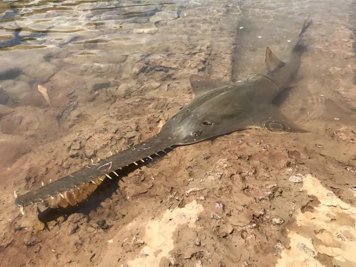 Largetooth Sawfish (Pristis Microdon)