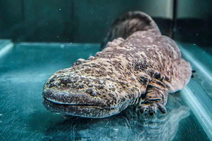 Chinese Giant Salamander (Andrias Davidianus)