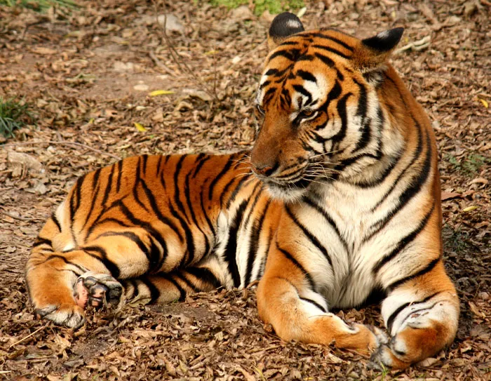 South China Tiger (Panthera Tigris Amoyensis)